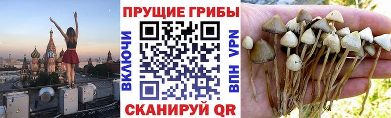 Псилоцибиновые грибы мицелий  Слободской 